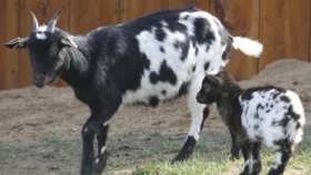 zdroj: Tiskové oddělení zoo Ústí nad Labem