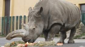 zdroj: Tiskové oddělení zoo Ústí nad Labem