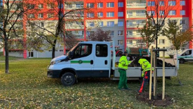 Sakury, kaštany a další zeleň obohatí město