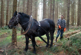 Lesy dosáhly vloni výborného hospodářského výsledku