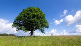 Újezdský klen se uchází o hlasy v anketě Strom roku